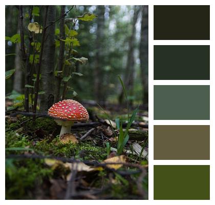 Plant Fly Agaric Mushroom Image